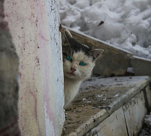 Katzenelend im Winter
