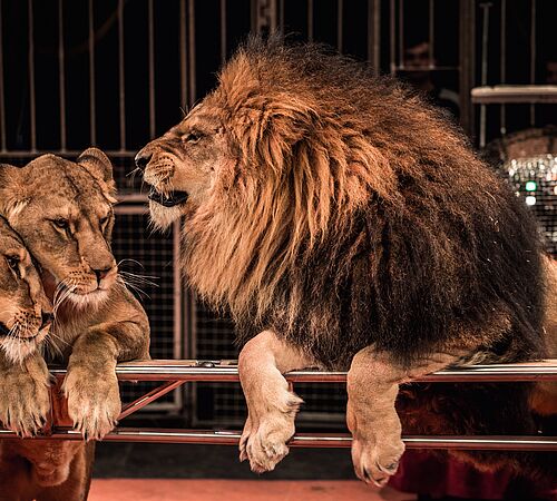 Frankreich beschliesst Verbot für Wildtiere im Zirkus!