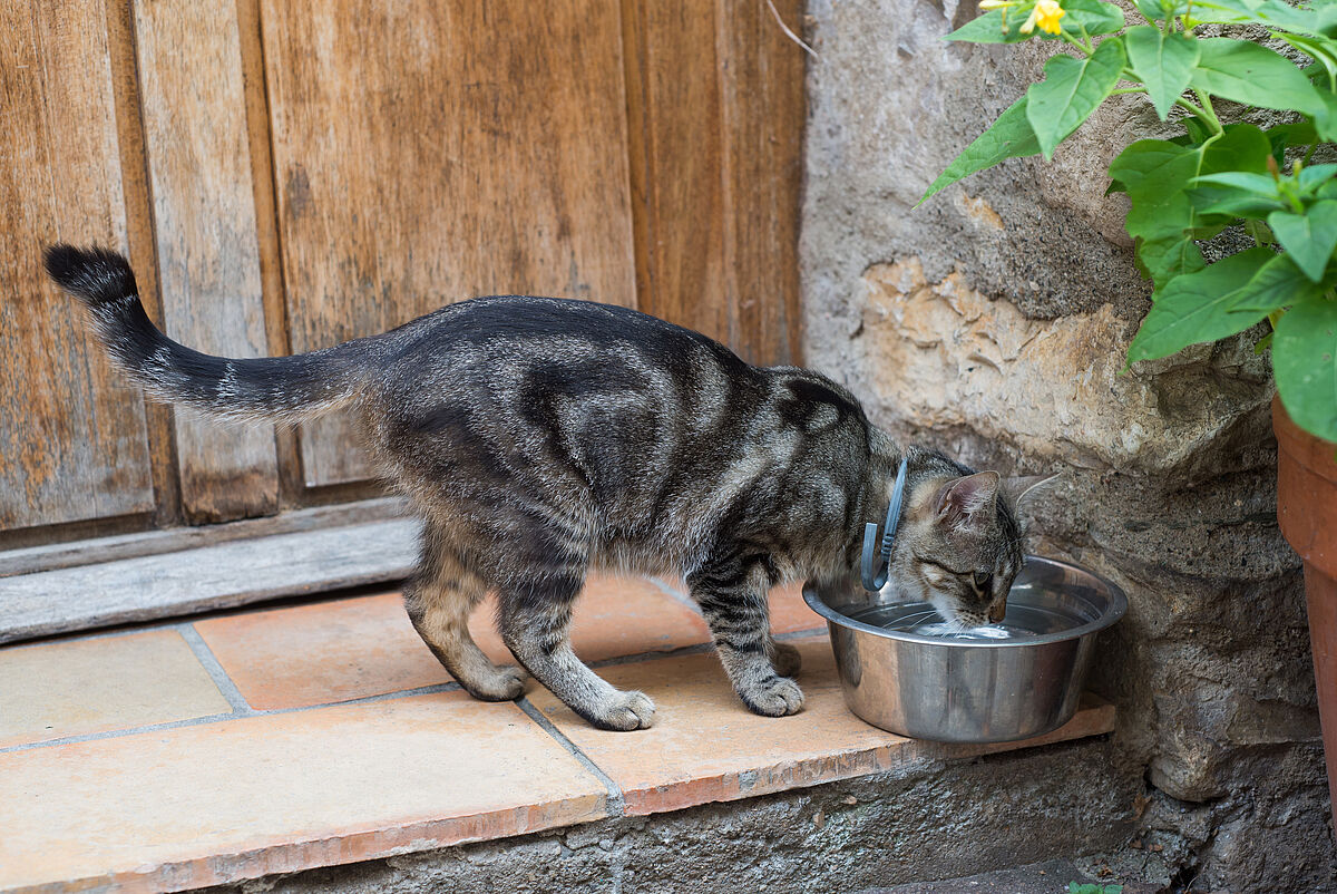 Tiere sollten bei Hitze immer Wasser haben