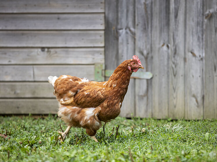 Lebenshof Tiermensch Hüntwangen