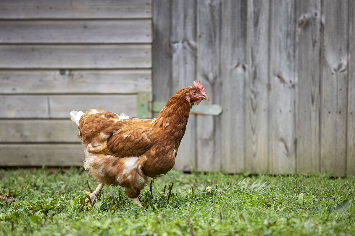 Huhn auf dem Lebenshof TierMensch