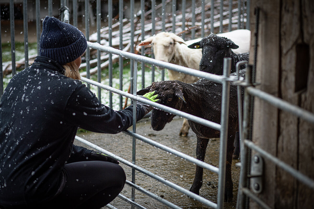 ProTier Corporate Volunteering: Universal Pictures auf dem Lebenshof Schöflioase