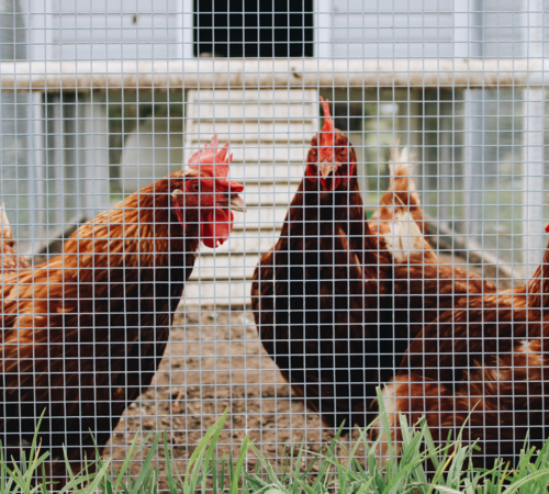 BLV verlängert Vogelgrippe-Massnahmen