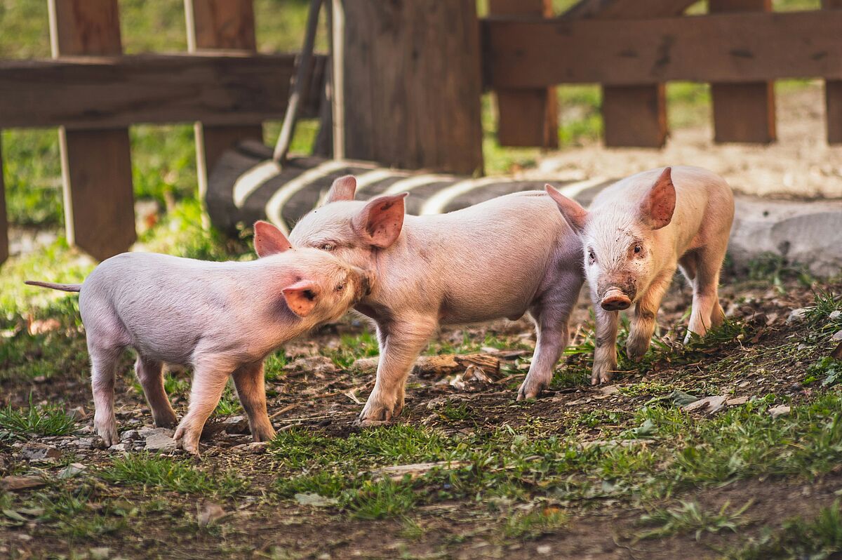 Schweine