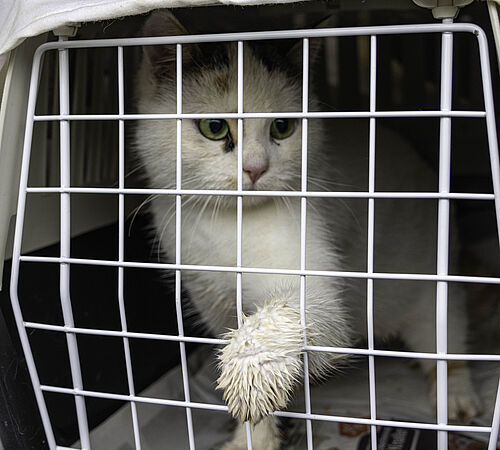 ProTier im Einsatz Für heimatlose Katzen