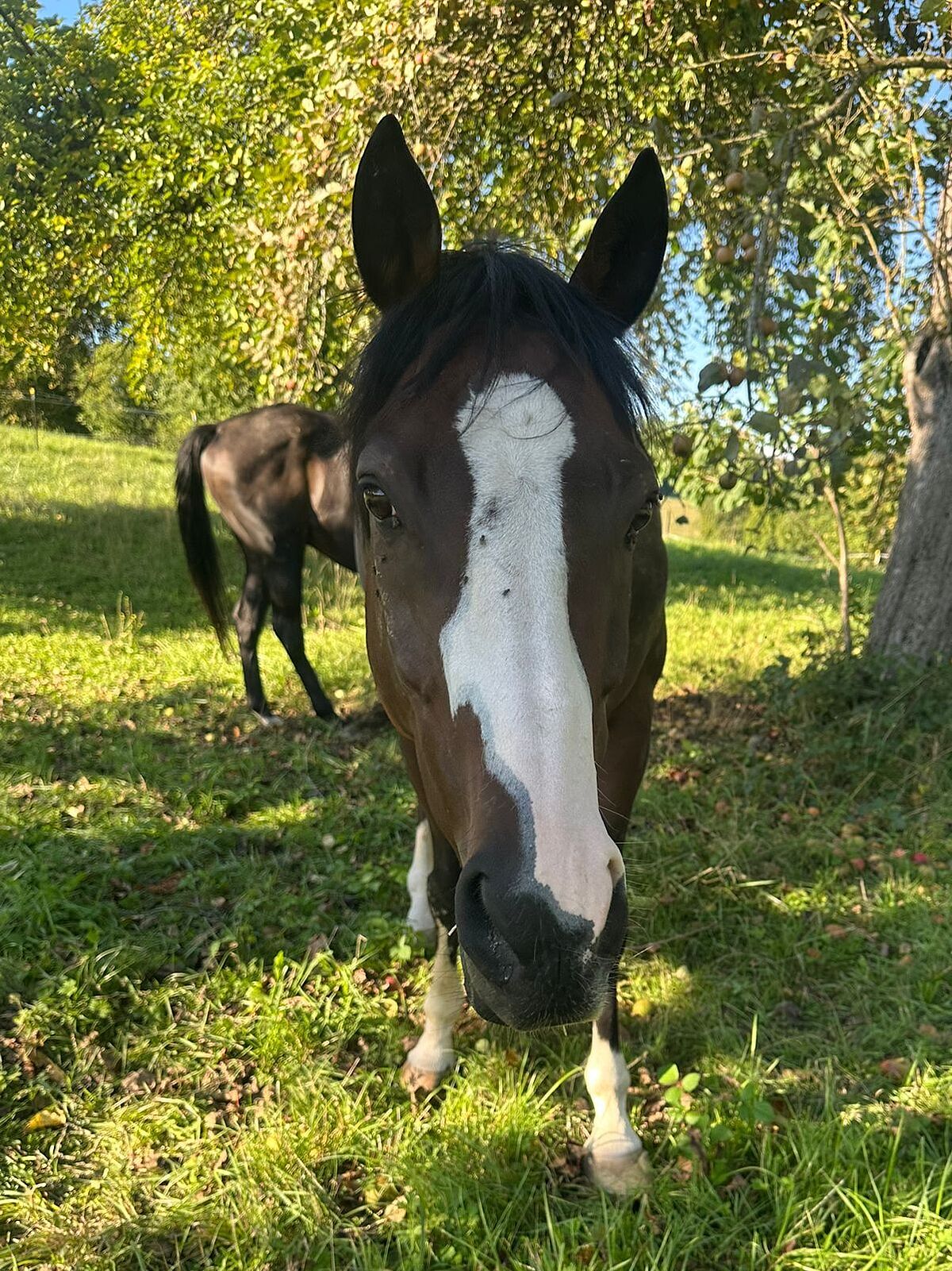 Pferd Mi Vida vom Zweites Leben für Sportpferde