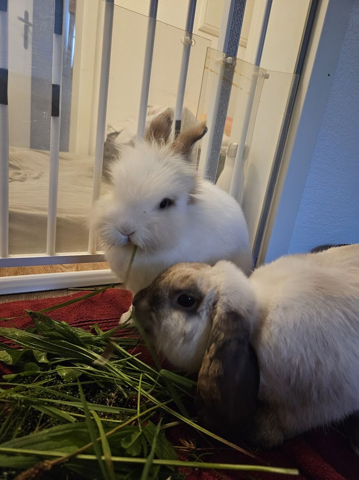 Kaninchen Vergesellschaftung