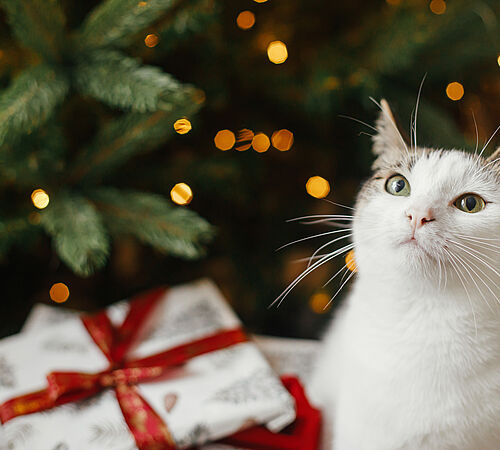 Tiere sind kein Weihnachtsgeschenk