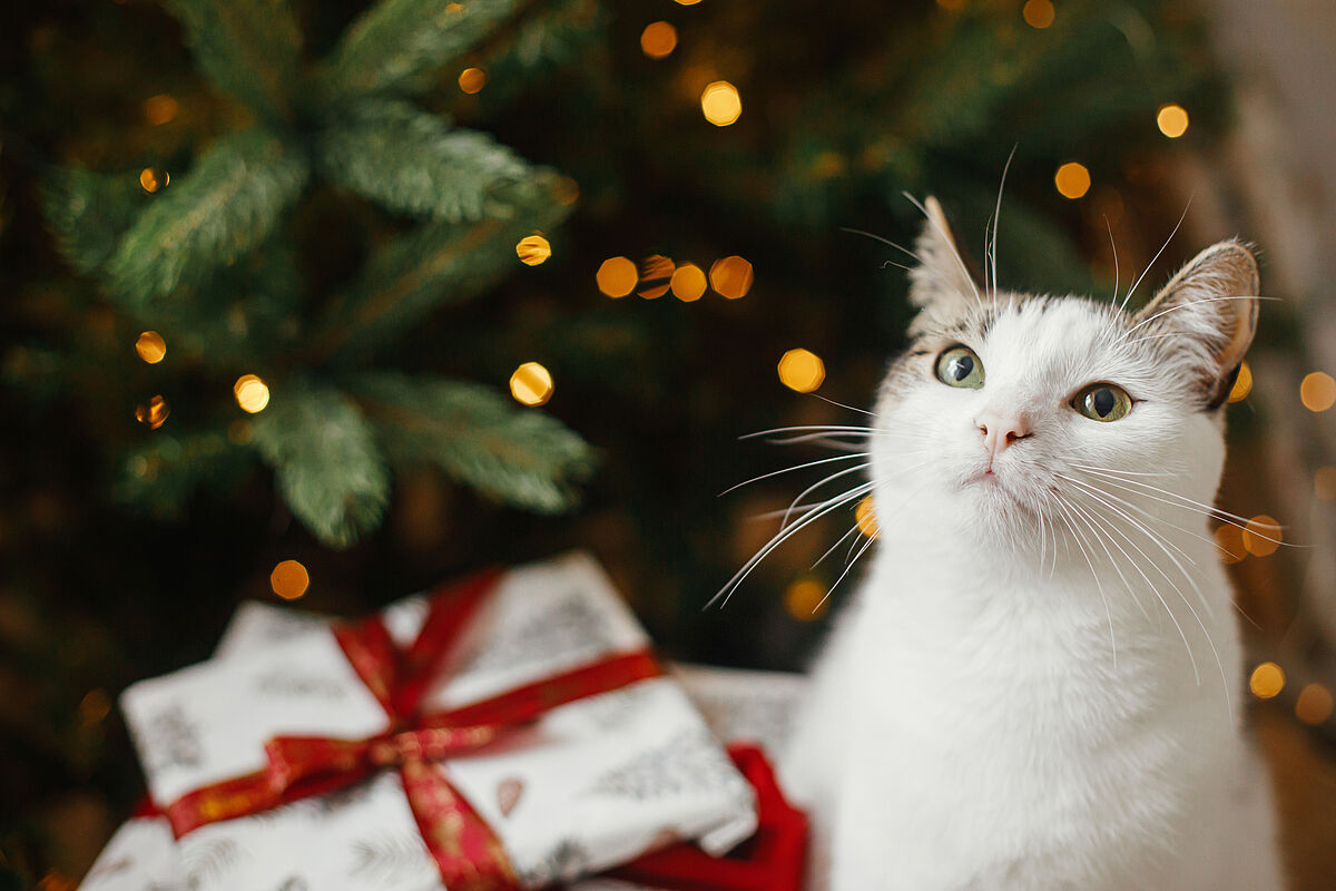 Katze unter dem Weihnachtsbaum