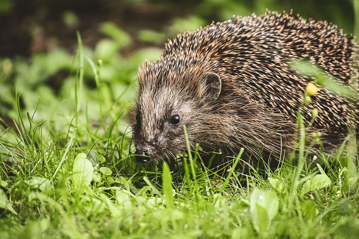 Igel-im-Garten