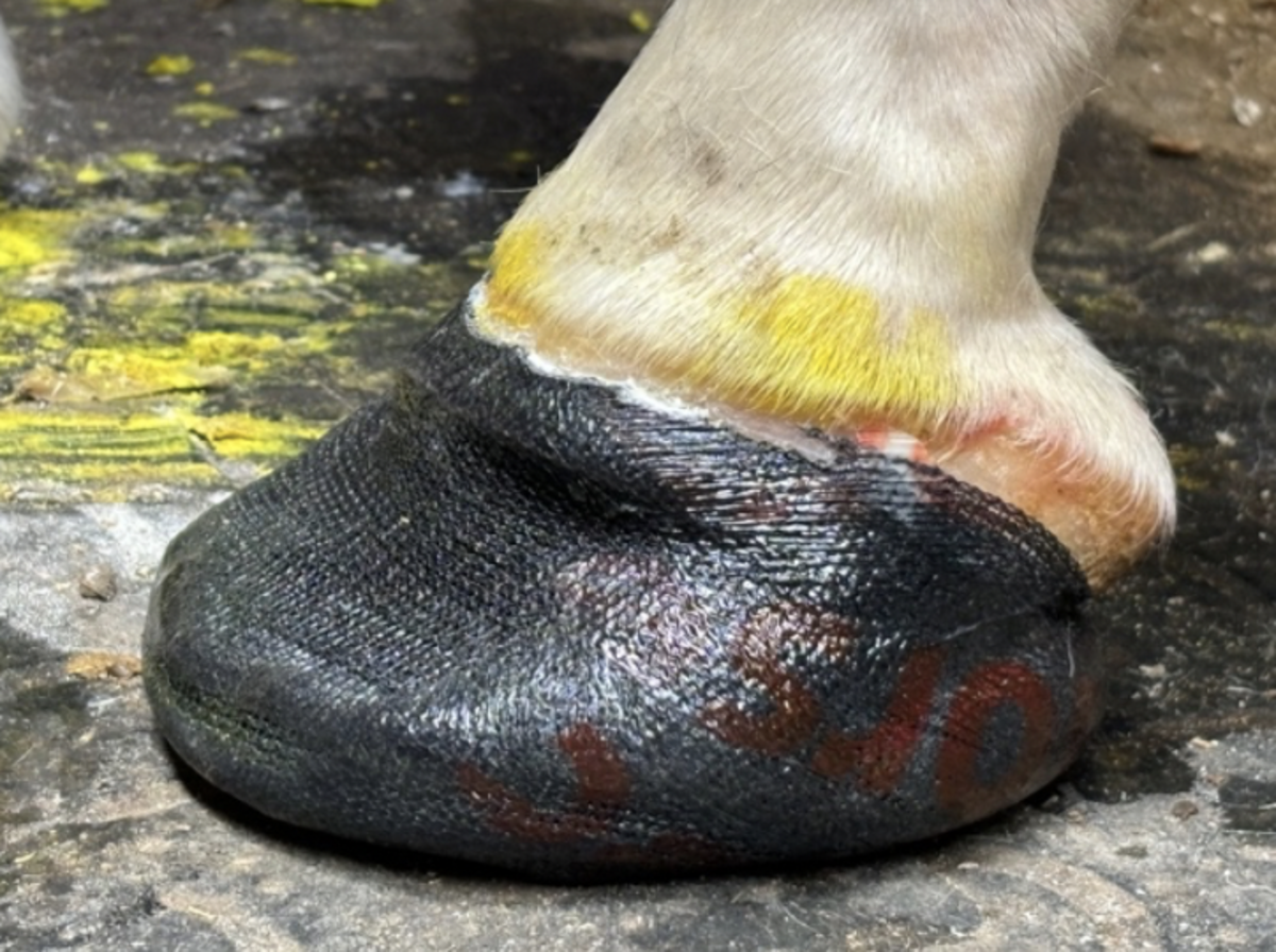 Mi Vida White Line Disease