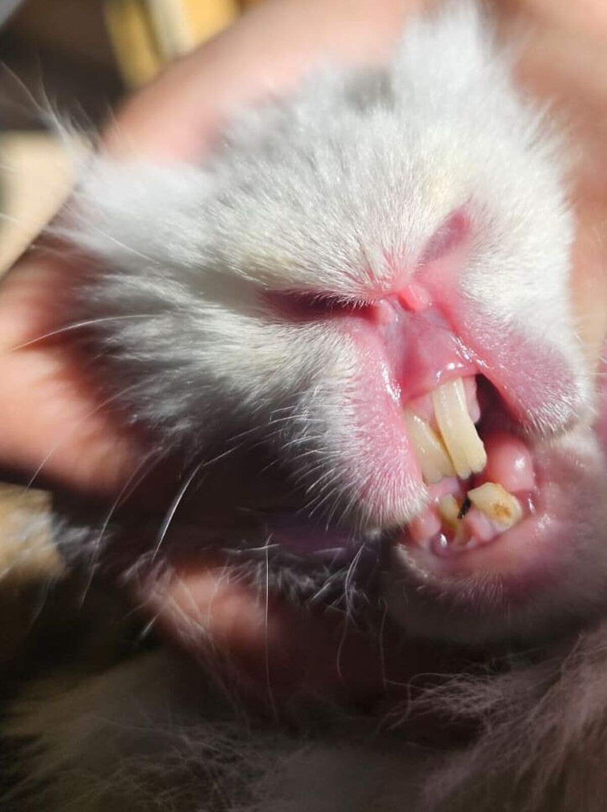 Zahnfehlstellung Kaninchen durch falsche Ernährung.