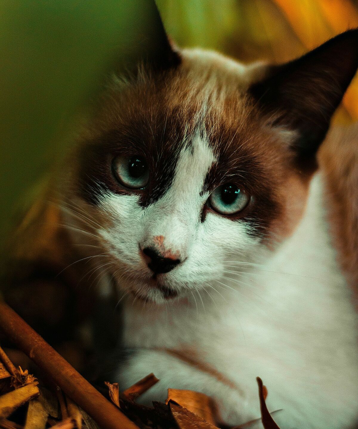 Verwilderte Katze in der Schweiz