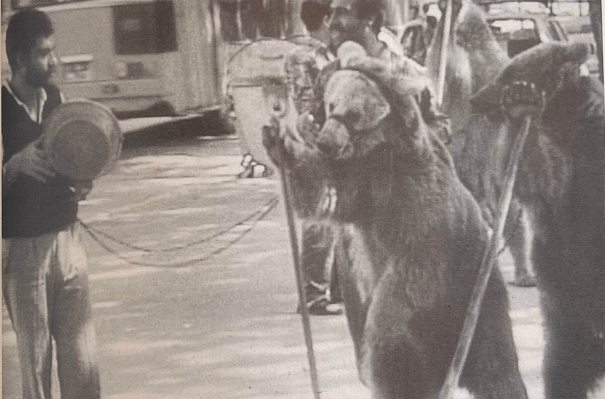 75 Jahre ProTier - Archiv