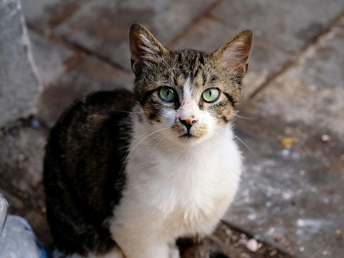 Heimatlose Katze