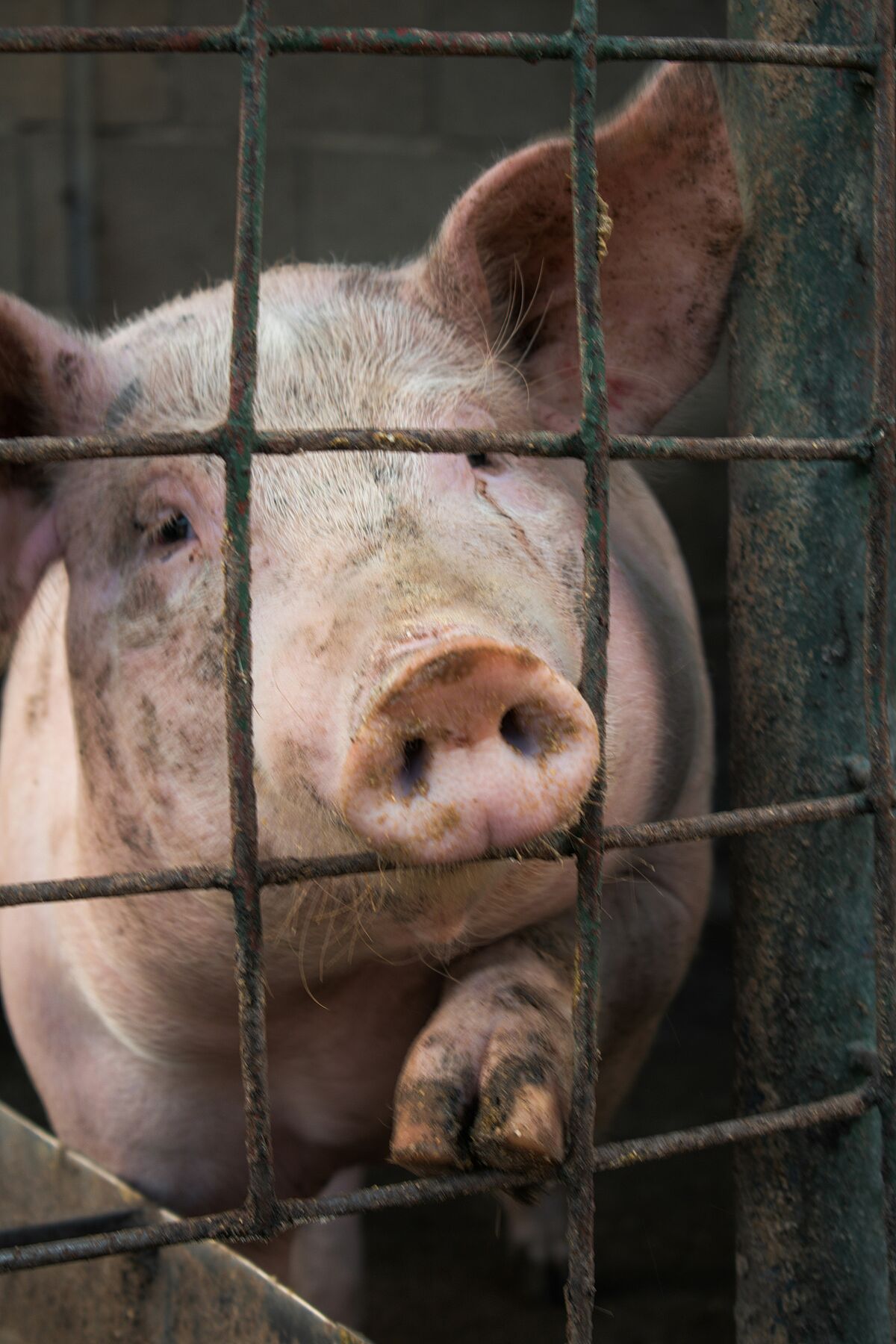 Schweineüberproduktion