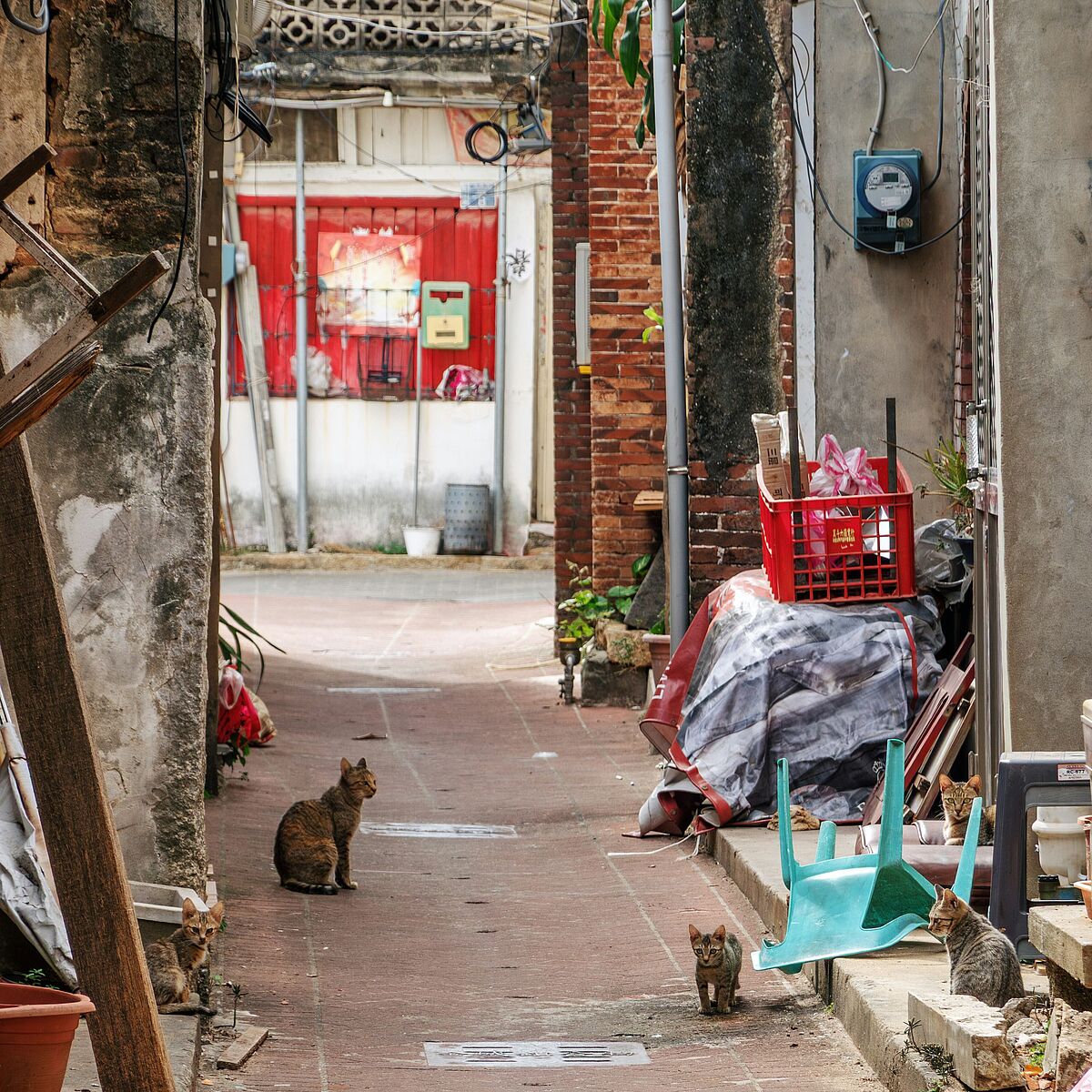 Katzen im Ausland