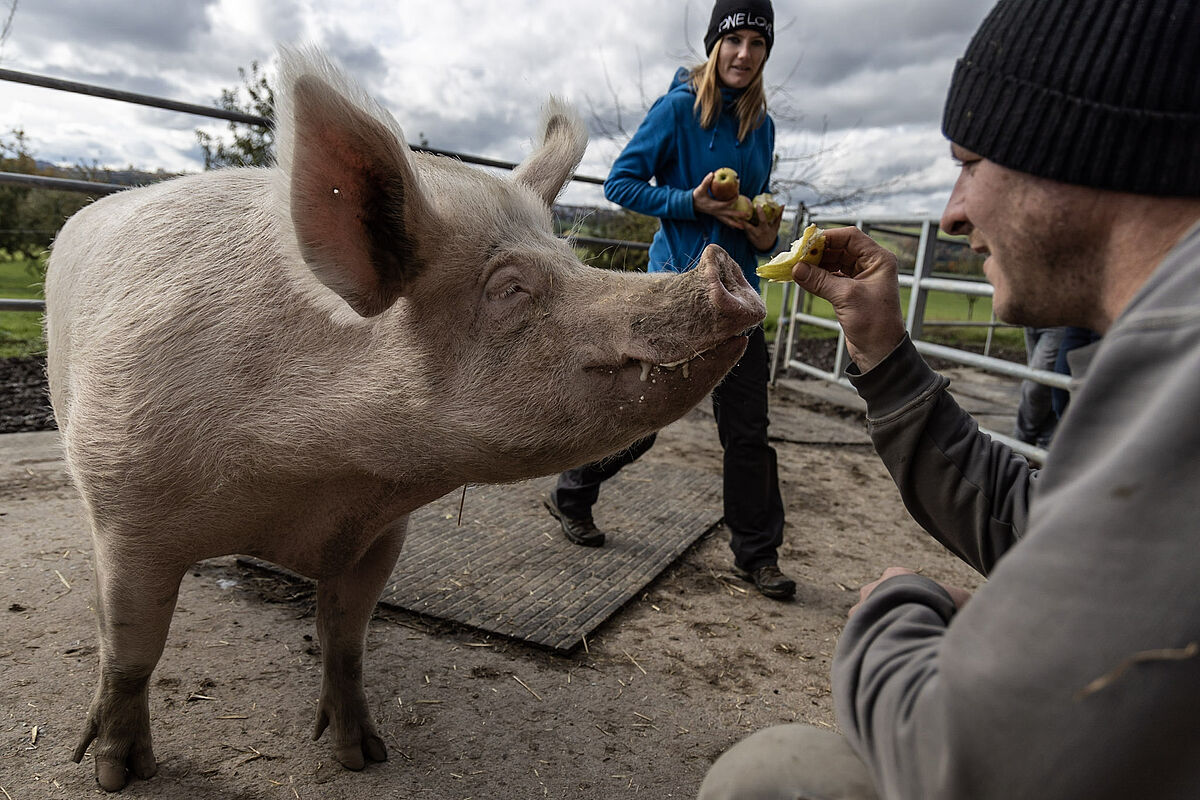 Beat Troxler füttert Schwein mit Äpfeln