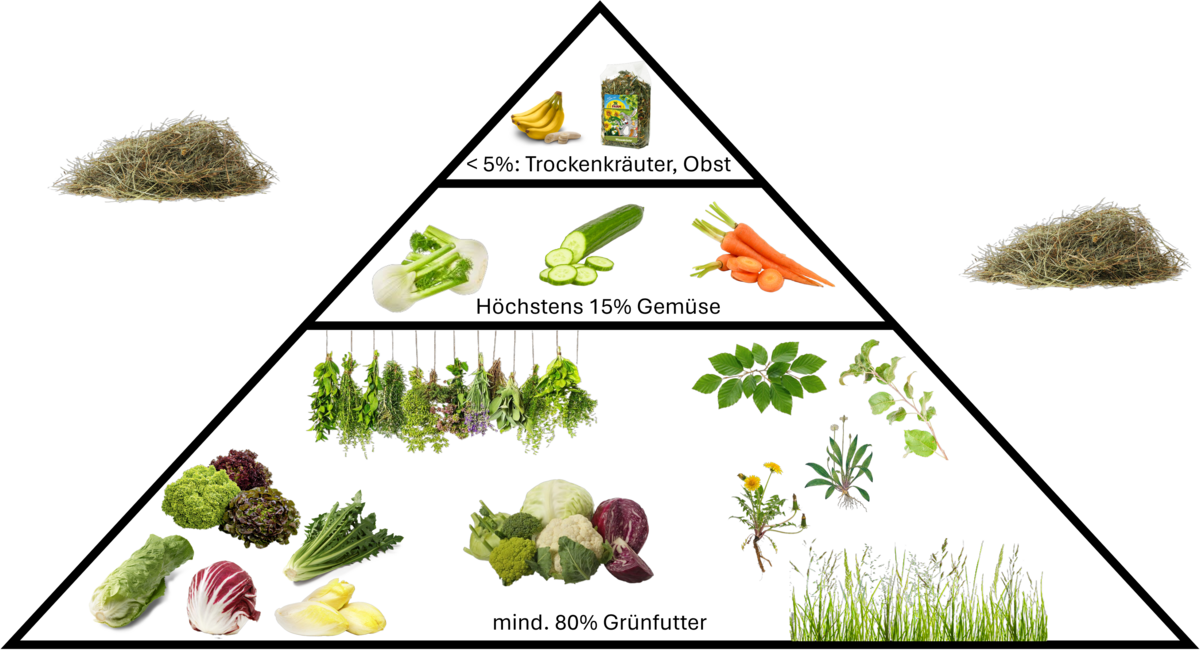 Ernährungspyramide Kaninchen