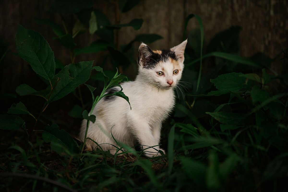 Heimatlose Katzen in der Schweiz