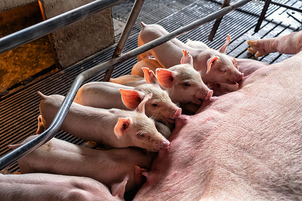 Schweinezucht Ferkel