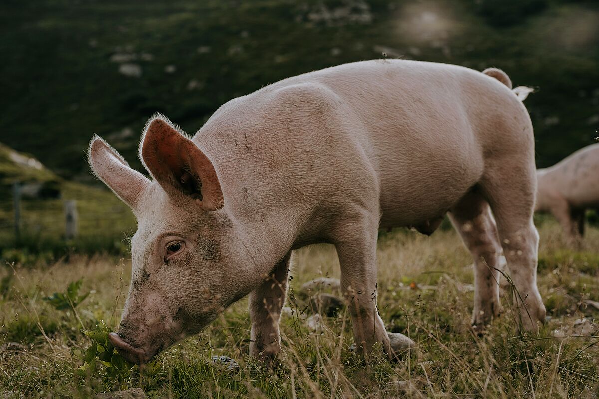 Schwein mit Auslauf