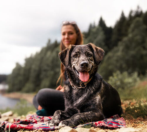 Mischling oder Rassehund?