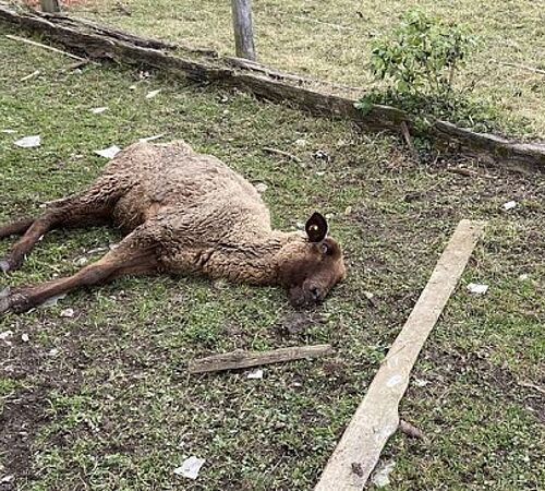 Gravierende Mängel im kantonalen Tierschutzvollzug