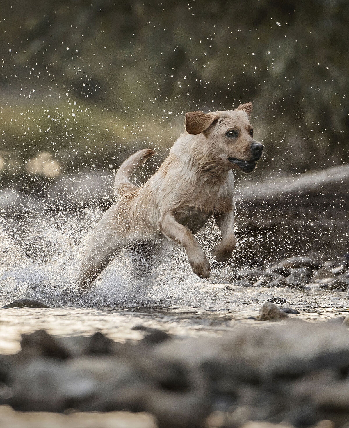 Amelia spielt im Wasser