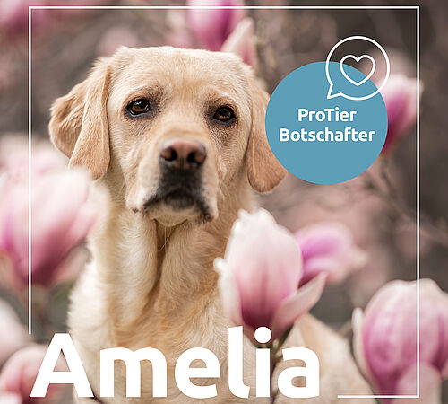 Ein Hund, viele Stationen