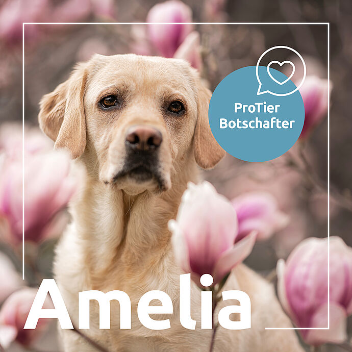 Amelia: Unsere Botschafterin für Heimtiere