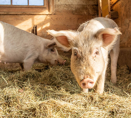 Wie artgerechte Schweinehaltung wirklich aussieht
