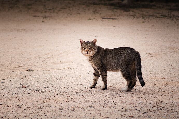 Heimatlose Katzen