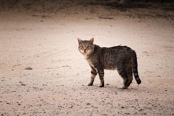 Katzenkastrationen