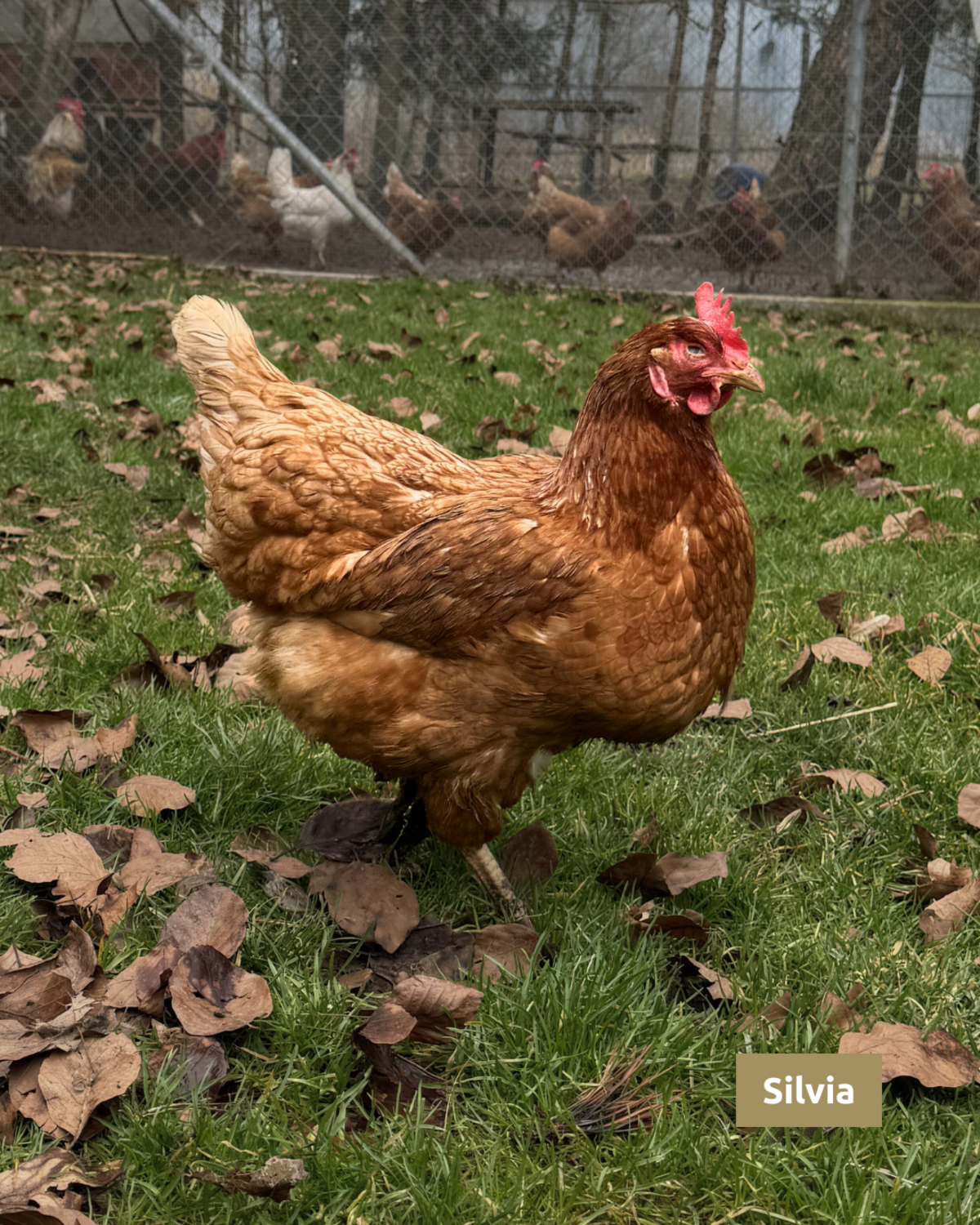 Huhn Silvia