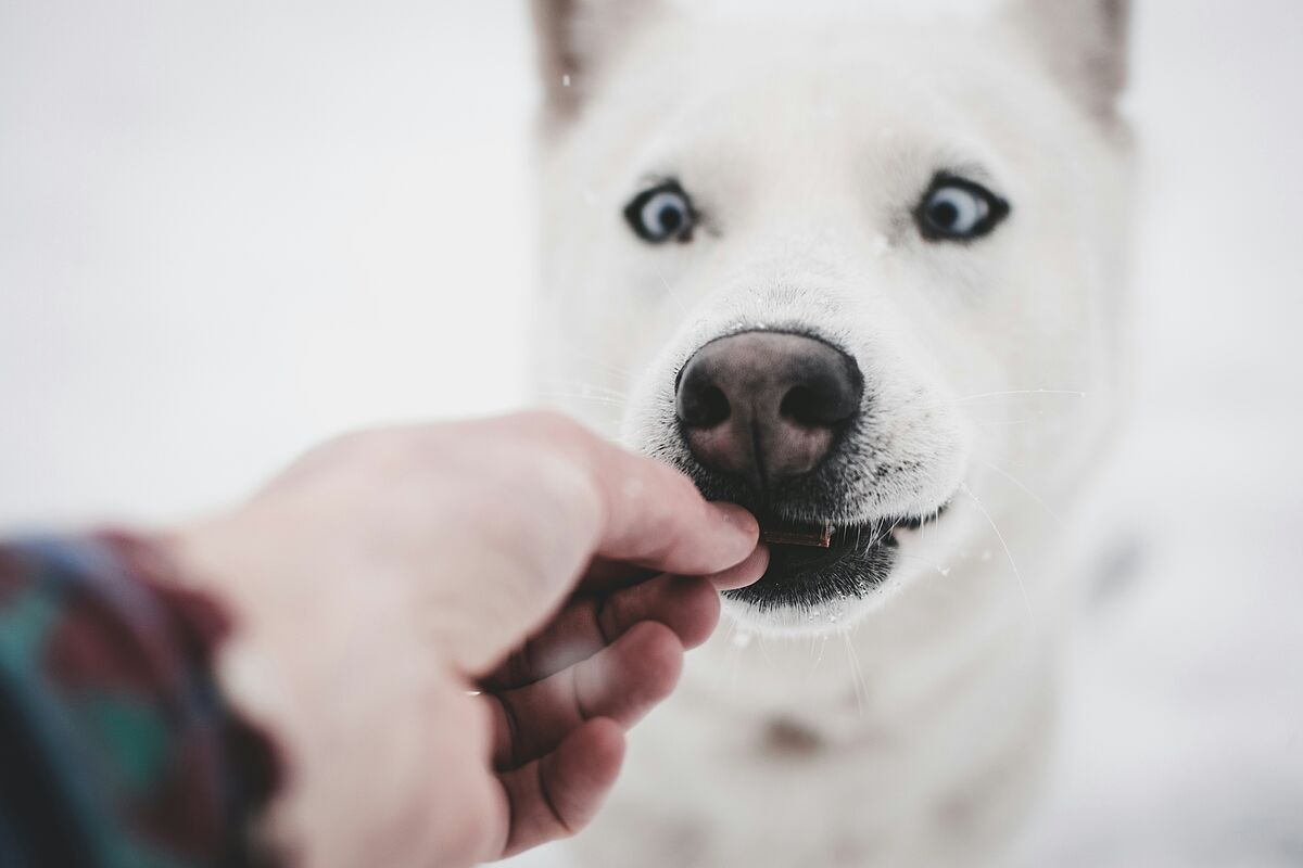 Belohnung Hund