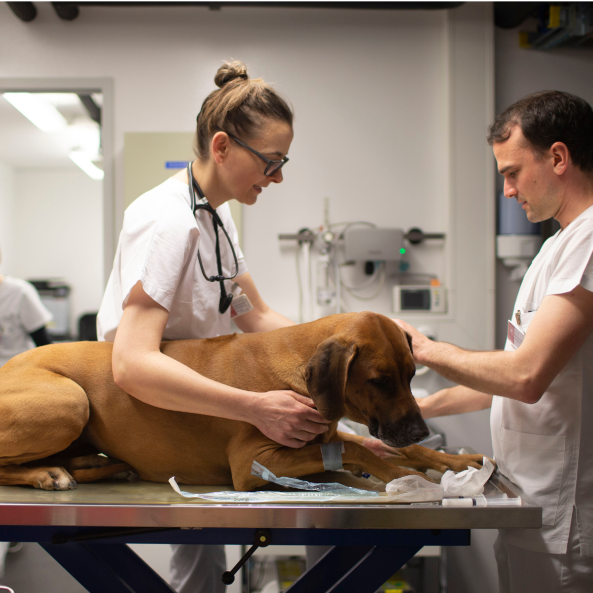 Tierärztin behandelt Hund