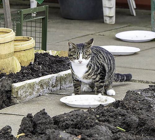 Wie läuft eine Katzenkastrationsaktion ab