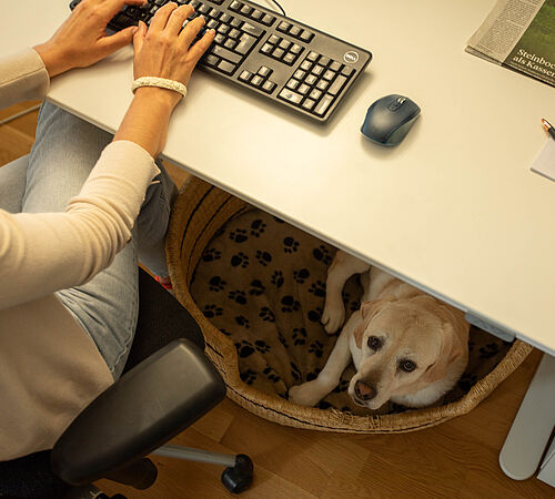 Wenn der Hund mit ins Büro darf