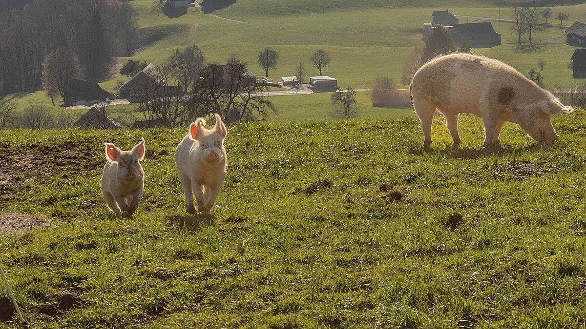 Glückliche Schweine