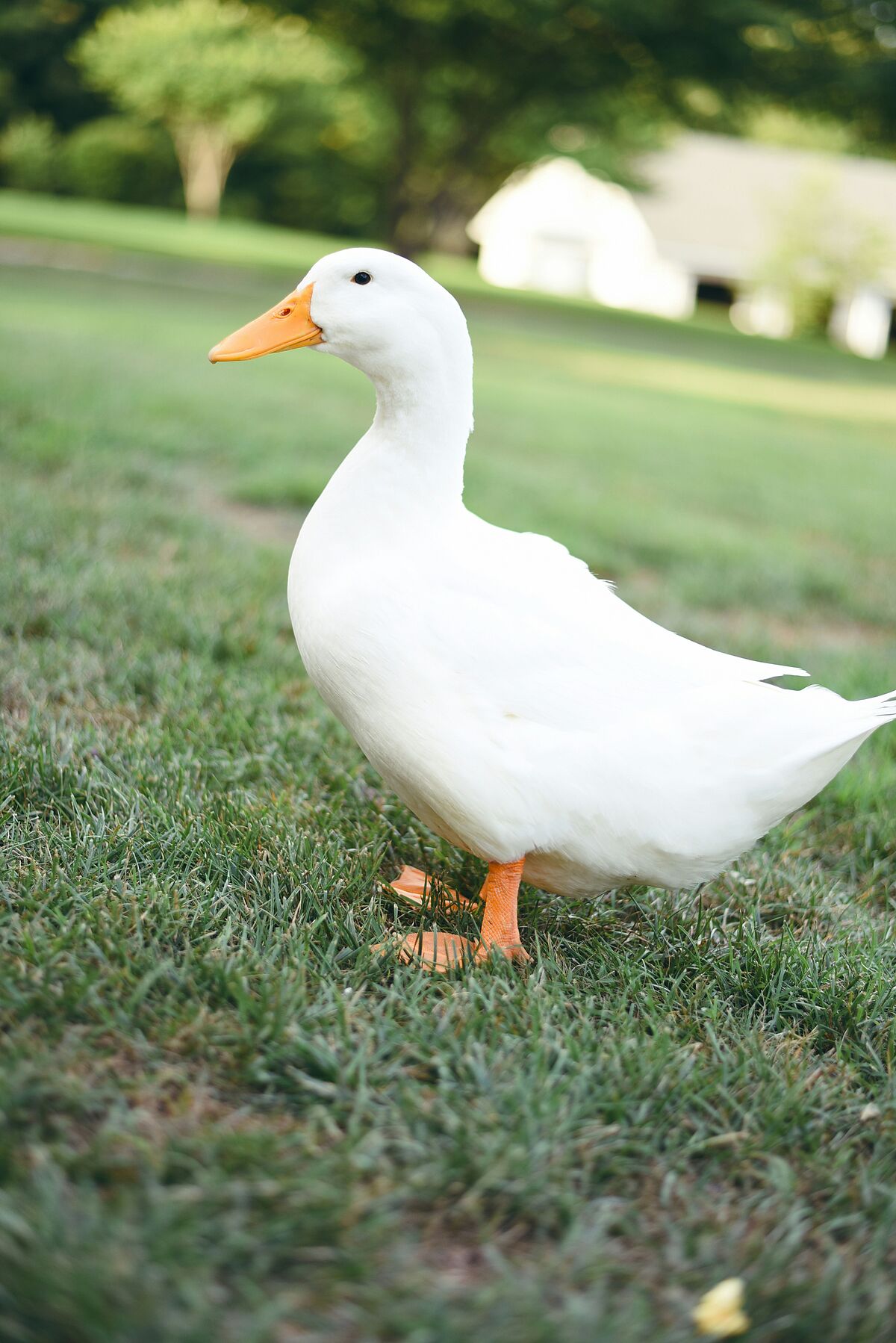 Gans