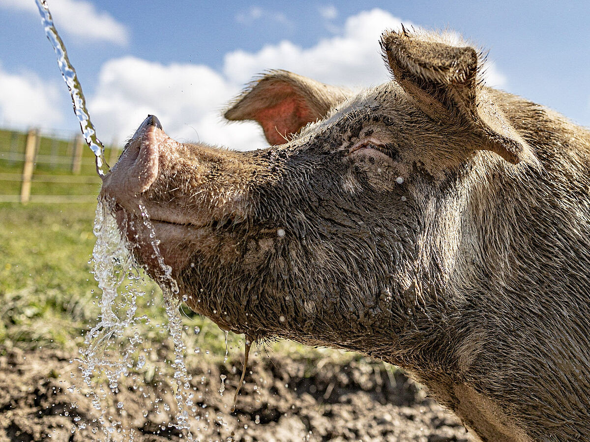 Schwein auf dem Lebenshof Hashüsli