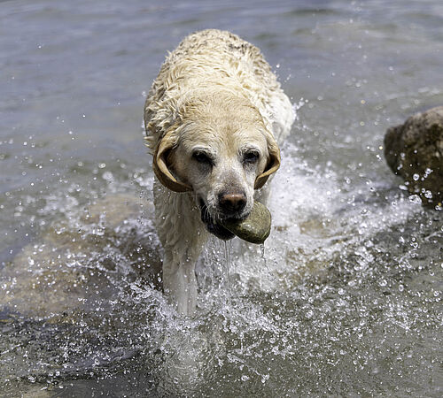 Tierfreundlicher Sommer