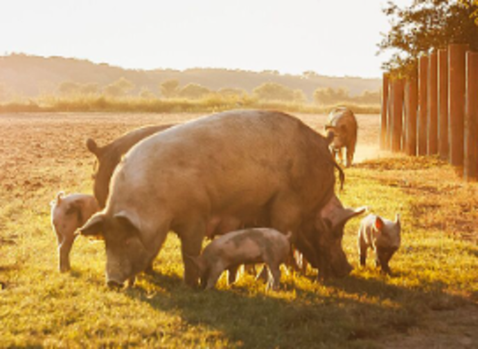 Webinar für angehende Lebenshofgründer:innen zum Thema Quereinstieg in die Landwirtschaft