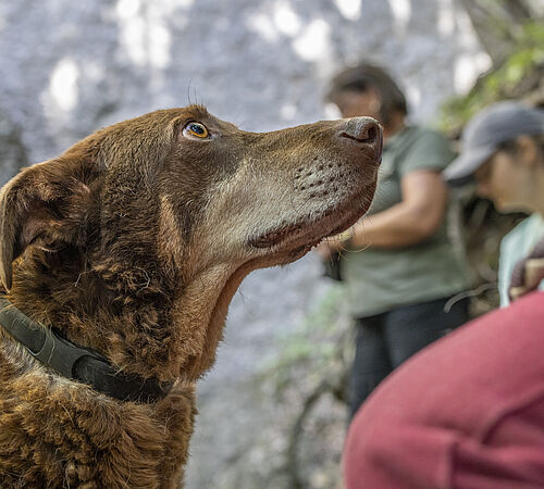 Auf was muss ich mich bei einem Hund achten?