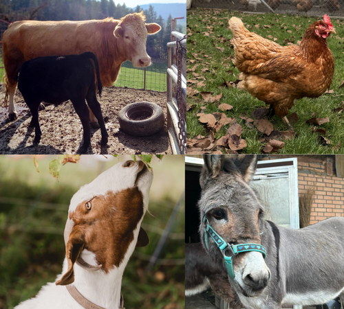 Weltfrauentag - Respekt für jedes Leben