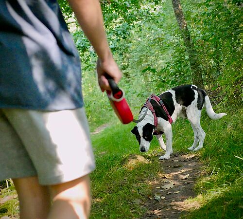 Frühling ist Schutzzeit für Wildtiere