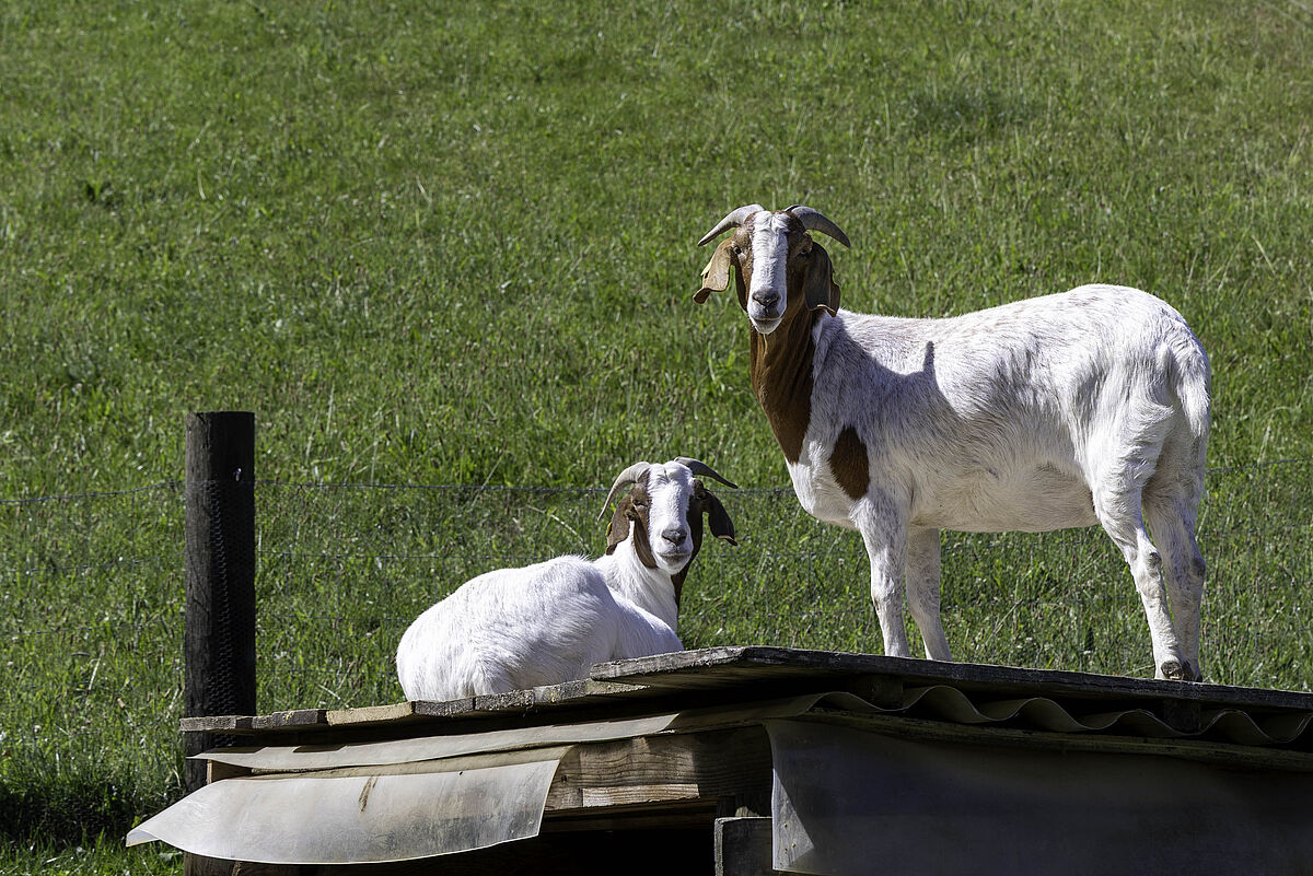 Ziegen auf dem Lebenshof Bruffhof