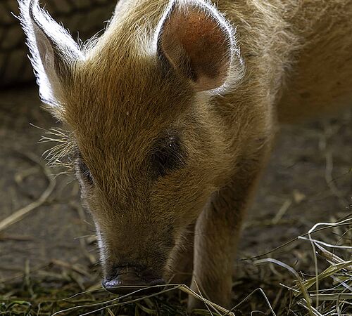 Naturhof Waltwil 4 – vom Legehennenbetrieb zum Lebenshof