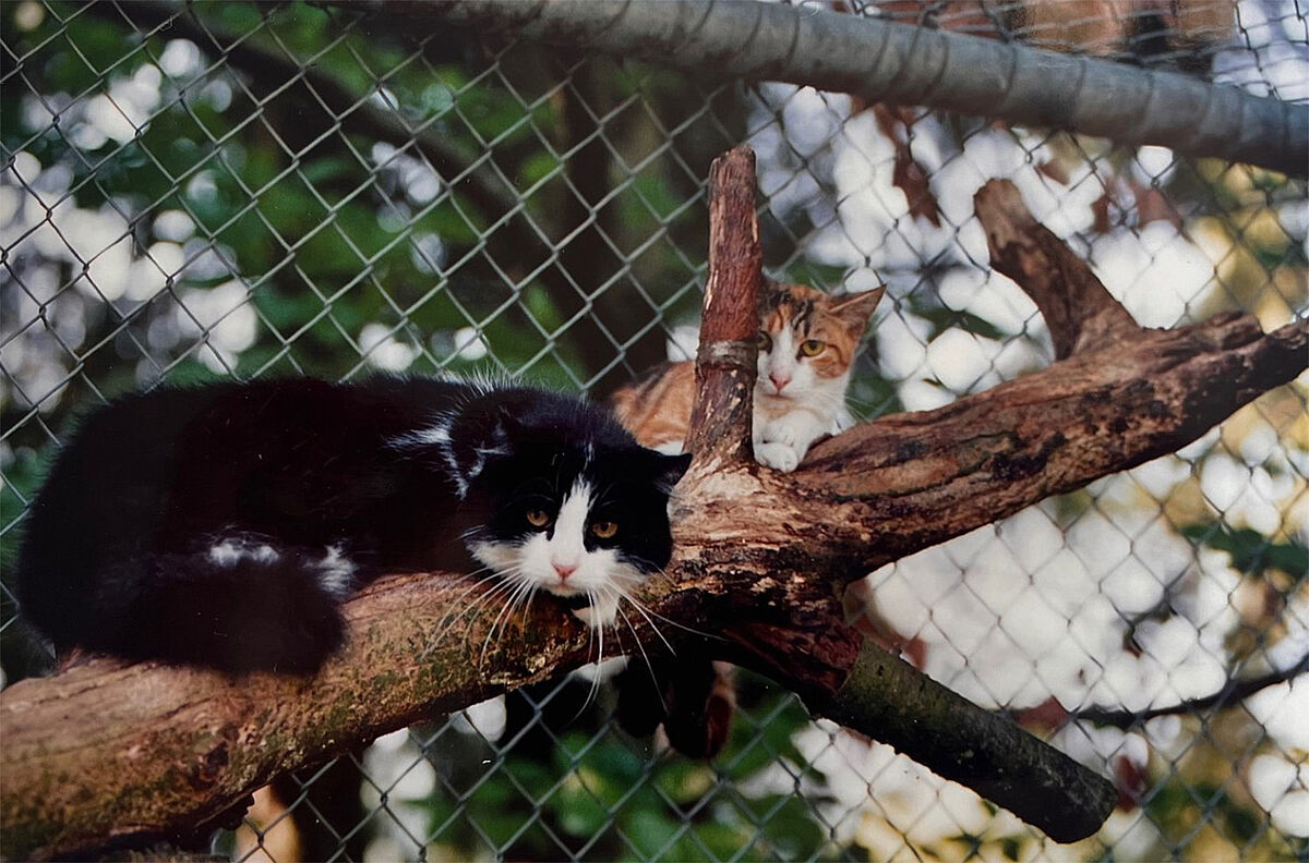 75 Jahre ProTier - Archiv